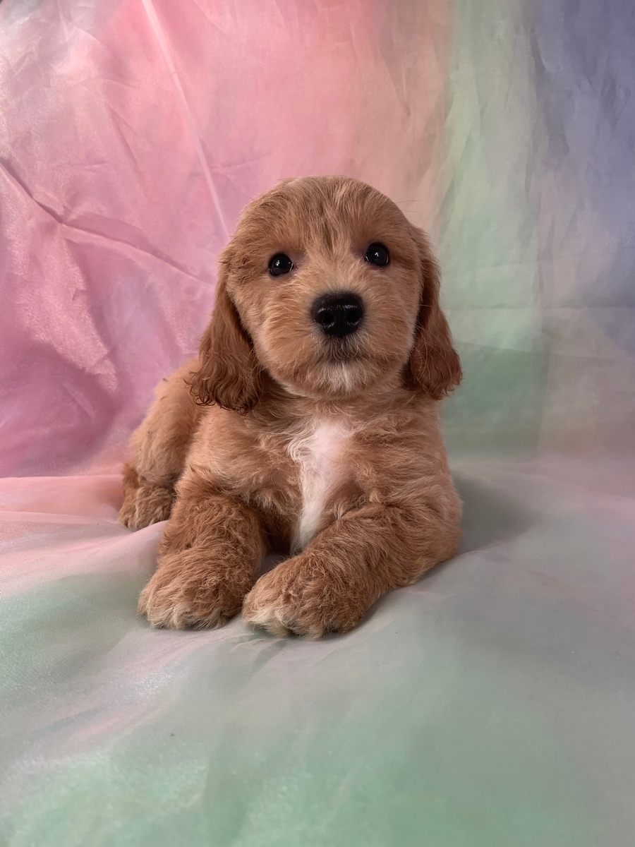 Male Bichon Poo Mix Puppy for Sale DOB 6-18-2022, $1200